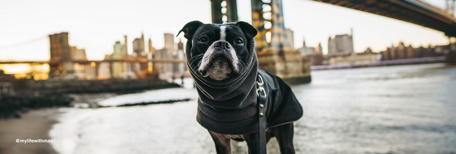 Boston Terrier Dog Gear