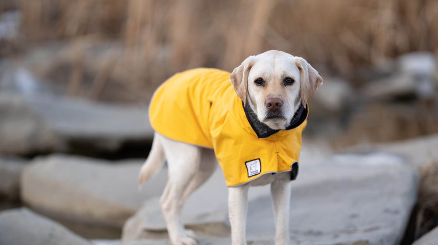 Labrador Retriever Dog Gear