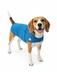 Dog wearing a blue coat on a white background