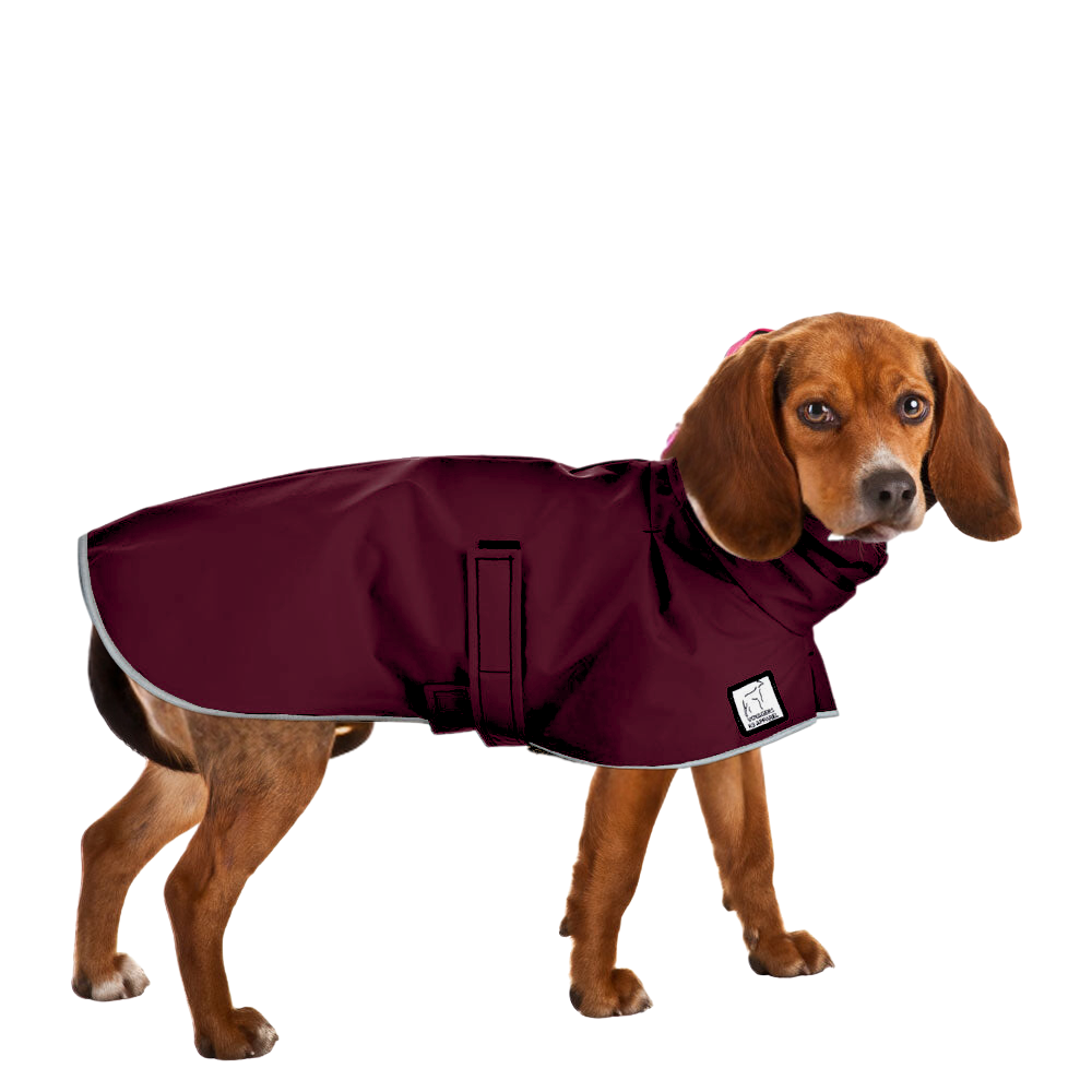Dog clothes for beagles online