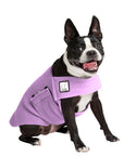 Boston Terrier Tummy Warmer