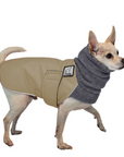 Chihuahua Winter Coat