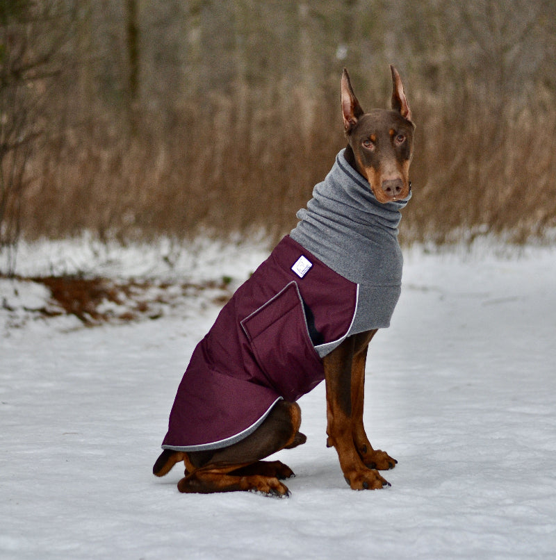 Dog wearing a winter coat in a snowy landscape