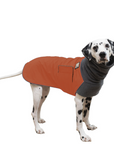 Dalmatian Winter Coat