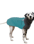 Dalmatian Winter Coat