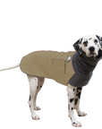 Dalmatian Winter Coat
