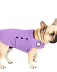 French Bulldog Tummy Warmer