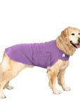 Golden Retriever Tummy Warmer