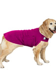Golden Retriever Tummy Warmer