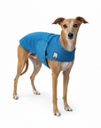 Italian Greyhound Cooling Coat