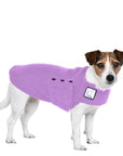 Jack Russell Terrier Tummy Warmer