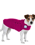 Jack Russell Terrier Tummy Warmer