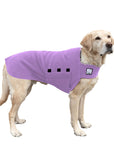 Labrador Retriever Tummy Warmer