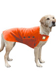 Labrador Retriever Tummy Warmer