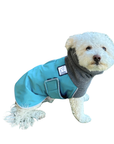Miniature Poodle Winter Coat