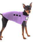 Miniature Pinscher Tummy Warmer