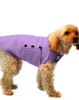 Miniature Poodle Tummy Warmer