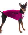 Miniature Pinscher Tummy Warmer