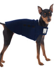Miniature Pinscher Tummy Warmer
