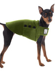 Miniature Pinscher Tummy Warmer