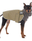 Miniature Pinscher Winter Coat