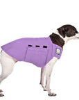 Rat Terrier Tummy Warmer