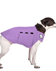 Rat Terrier Tummy Warmer
