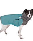 Rat Terrier Winter Coat