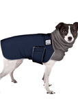Rat Terrier Winter Coat