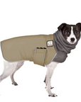 Rat Terrier Winter Coat
