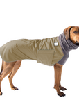 Rhodesian Ridgeback Winter Coat