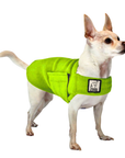 Chihuahua Tummy Warmer