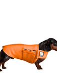 Miniature Dachshund Tummy Warmer