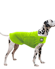 Dalmatian Tummy Warmer