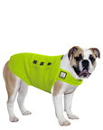 English Bulldog Tummy Warmer