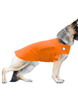 German Shepherd Tummy Warmer