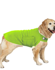 Golden Retriever Tummy Warmer