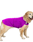 Golden Retriever Tummy Warmer