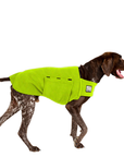 German Shorthaired Pointer Tummy Warmer