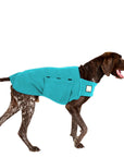 German Shorthaired Pointer Tummy Warmer