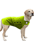 Labrador Retriever Tummy Warmer