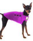 Miniature Pinscher Tummy Warmer