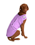Vizsla Tummy Warmer