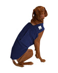 Vizsla Tummy Warmer
