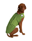 Vizsla Tummy Warmer