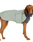 Vizsla Winter Coat