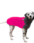 Dalmatian Winter Coat