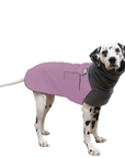 Dalmatian Winter Coat