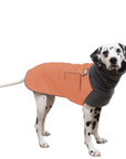 Dalmatian Winter Coat