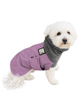 Miniature Poodle Winter Coat